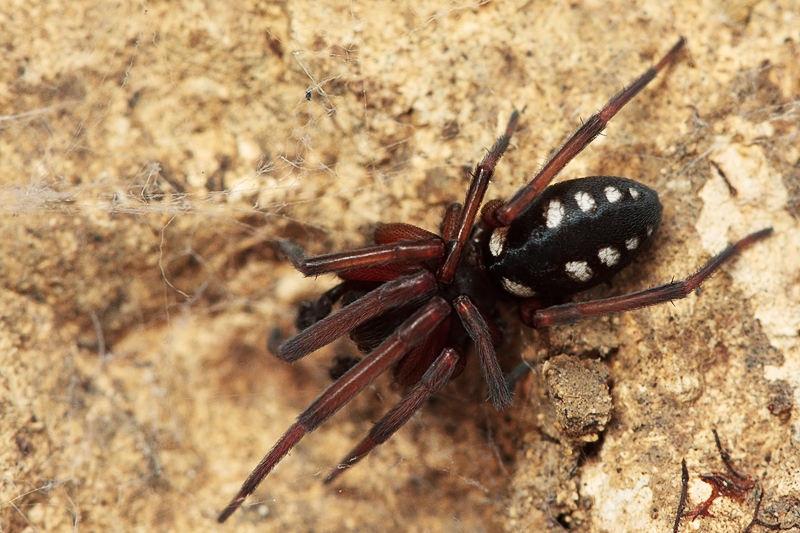 Maschio adulto di Nurscia albomaculata (Malta)